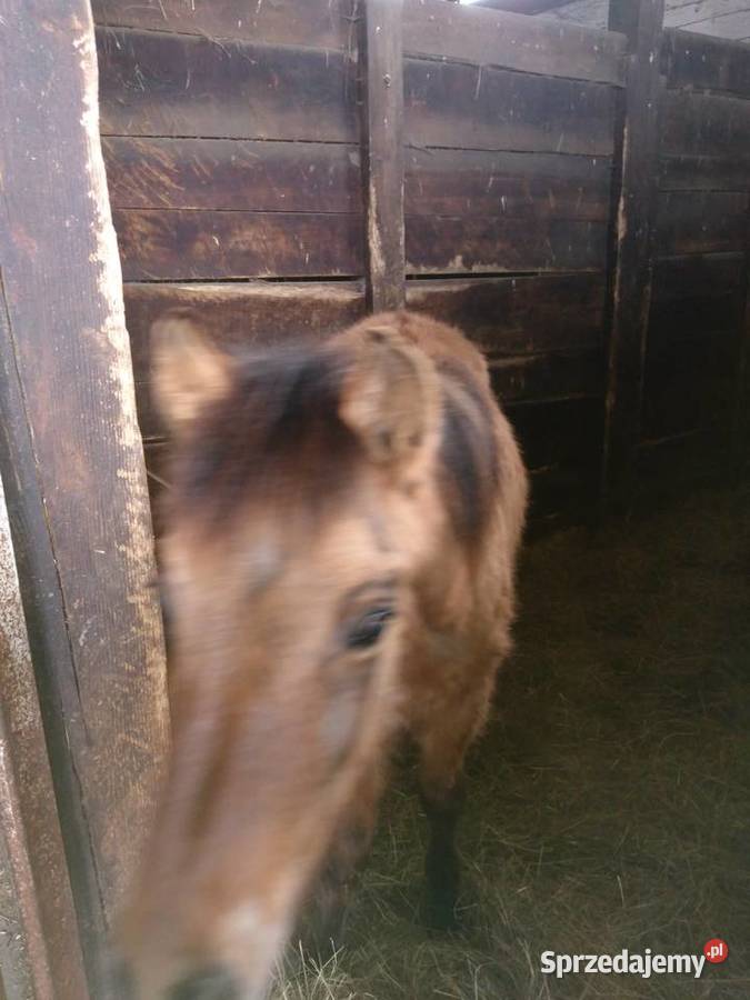 Źrebaki sprzedam ogierki