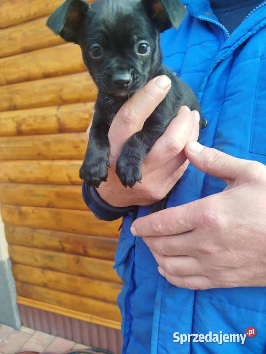 Śliczny piesek pinczer Chihuahua mazowieckie Legionowo