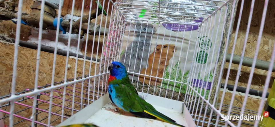 Łąkówki Wspaniałe samce Ptaki