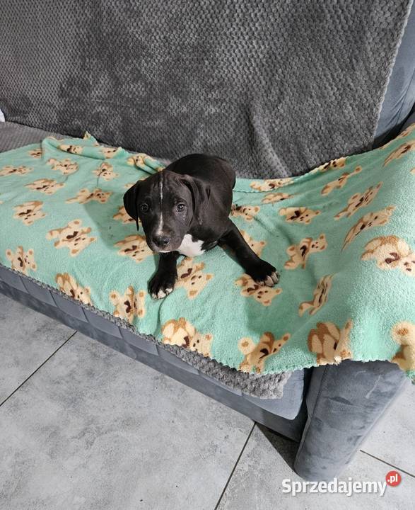 Piesek Pit Bull Terrier mazowieckie Płońsk