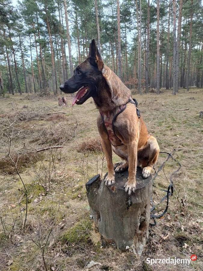 Owczarek Belgijski Milanois