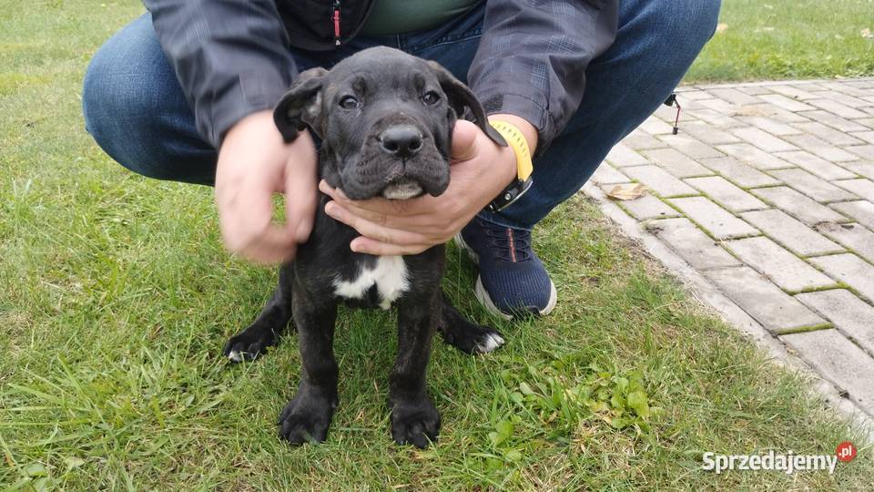 Piękne Szczeniaki Cane Corso Italiano Wiskitki sprzedam