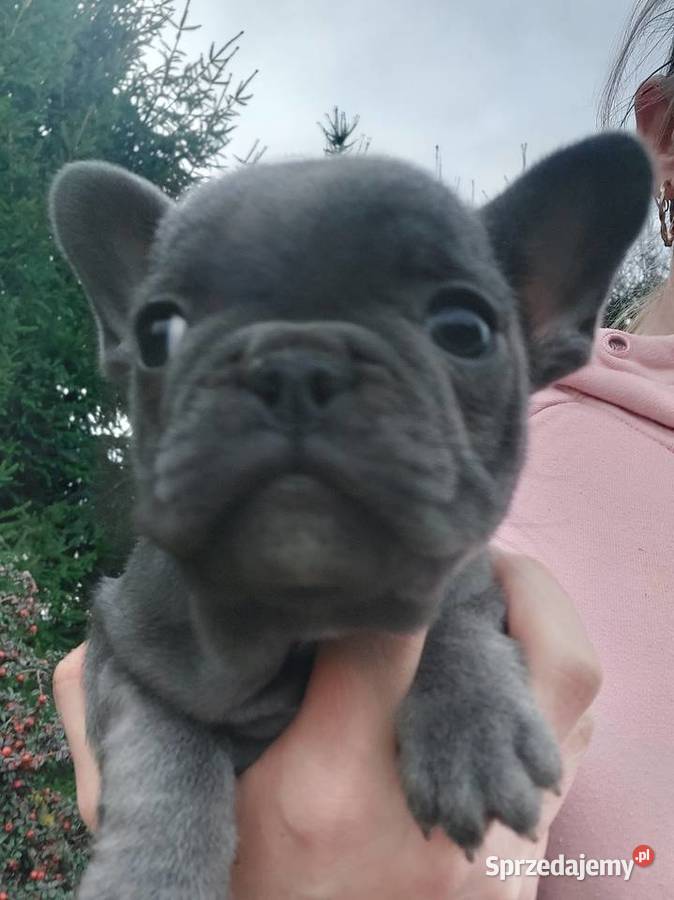 Buldog francusk przesliczna suczka blue gotowa Buldog Szprotawa
