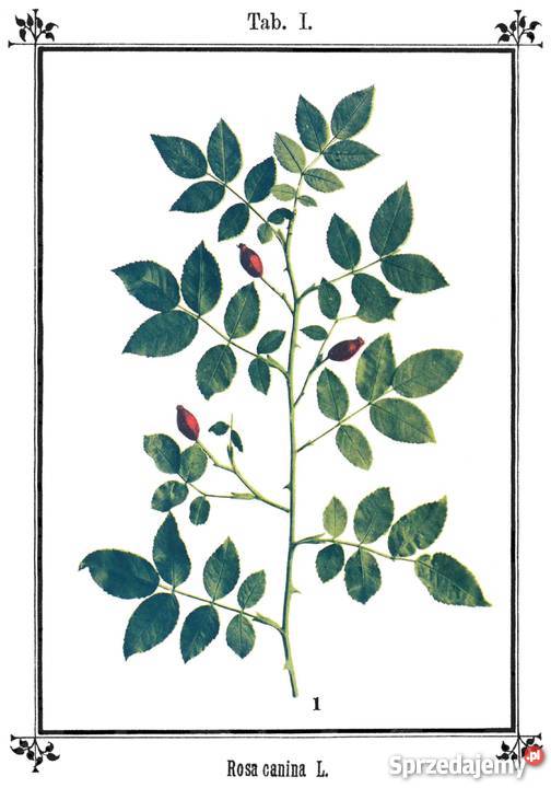 Ks SKNEIPP ZIELNIK Atlas roślin leczniczych Wyd Książki naukowe i popularnonaukowe Kozienice