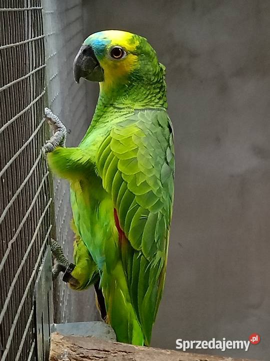 Sprzedam Amazonki Niebieskoczelne Kokorzyn