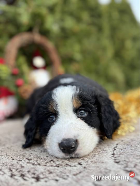 Piękna sunia Berneński Pies Pasterski z Katowice sprzedam