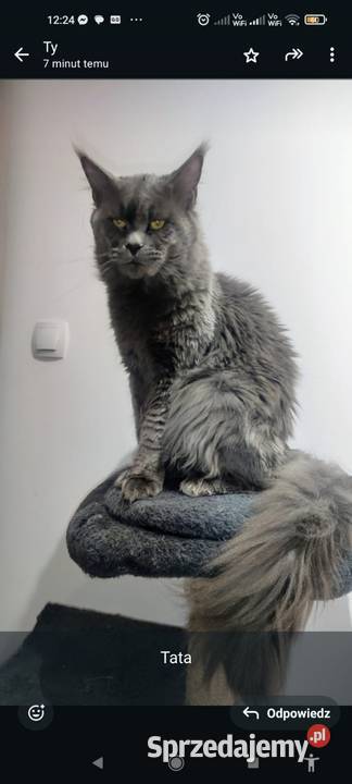 Maine Coon reproduktor Częstochowa sprzedam