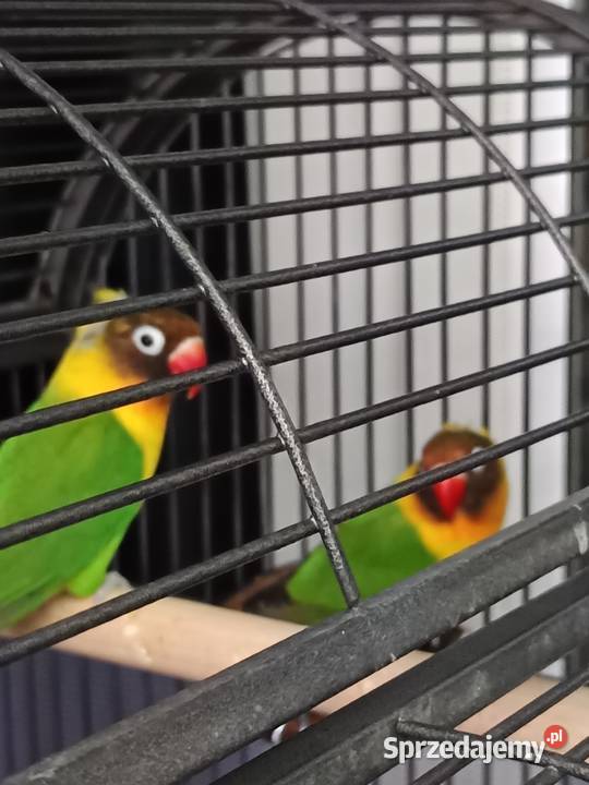 Papużka nierozłączka dobrana para Warszawa