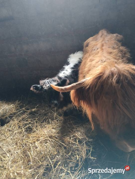 Sprzedam bydło szkockie Jabłoń