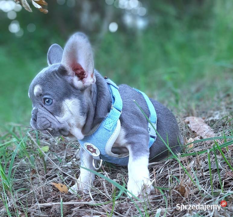 Buldog francuski piesek łódzkie Pabianice