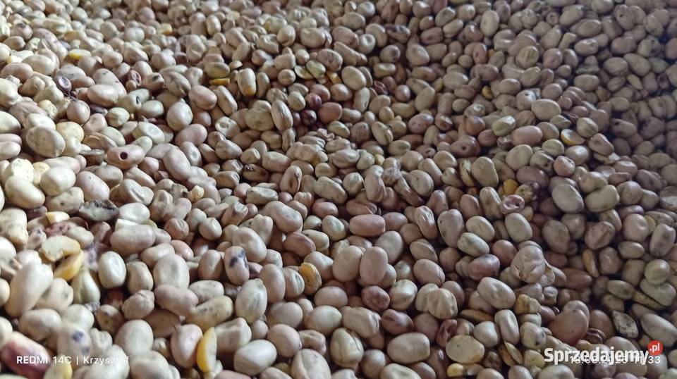 Bobik odmiana Trumpet Produkcja roślinna Zamość