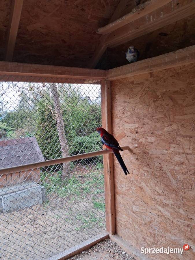 Rozelle królewskie Makowiec