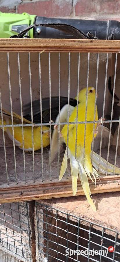 Łąkówki modrobrewe Proszowice