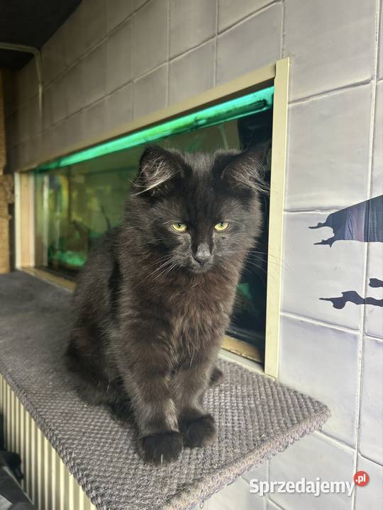 Kocurek Norweski Leśnygotowy do zmiany domu Rybnik