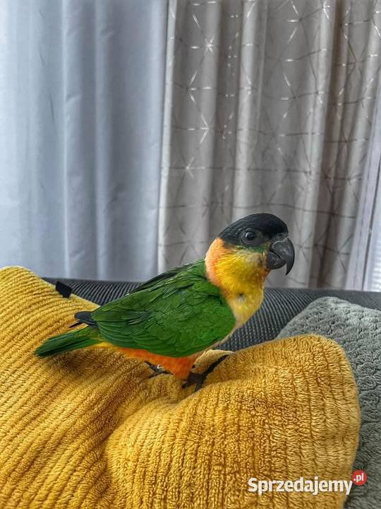 Barwinka ręcznie karmiona Zwierzęta Paniówki