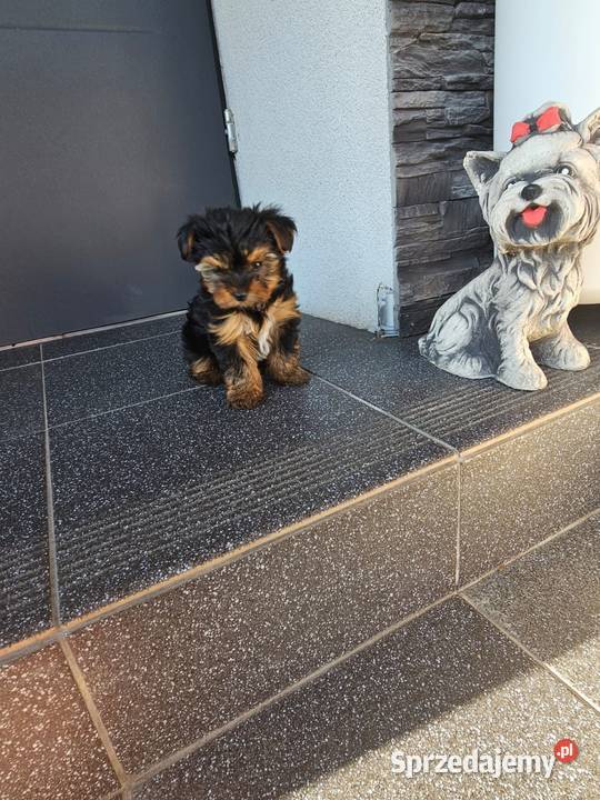 York terrier chłopczyk Chróścin