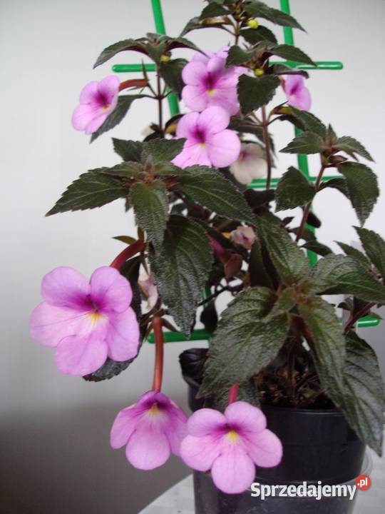 achimenes Ogród Bielsk