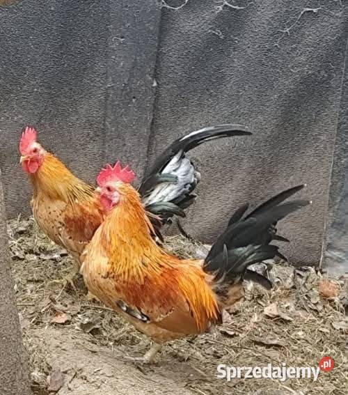 Koguciki cwerki Kościan