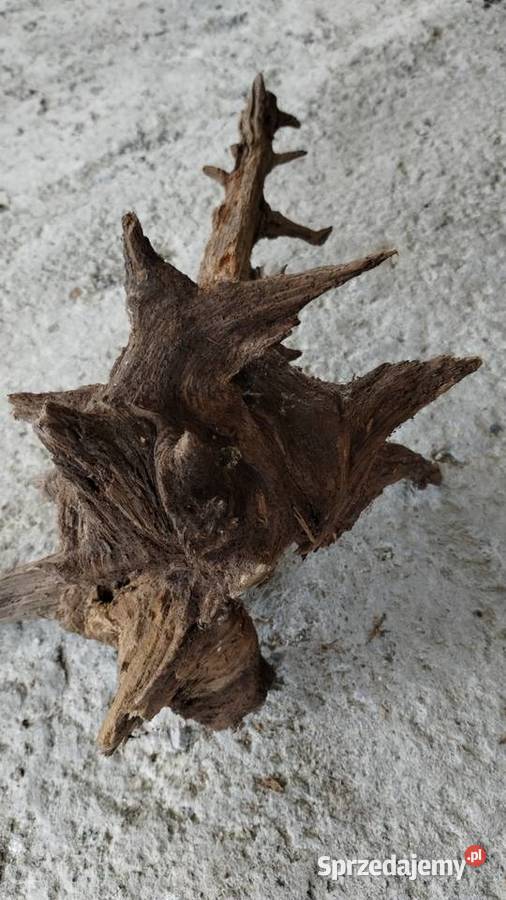 korzeń naturalny ozdobny podkarpackie Leżajsk