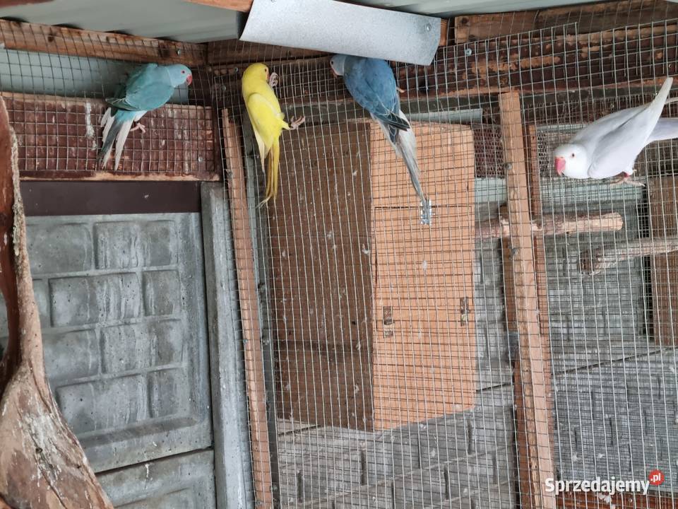 Aleksandretty rudosterki barwinki Odolanów