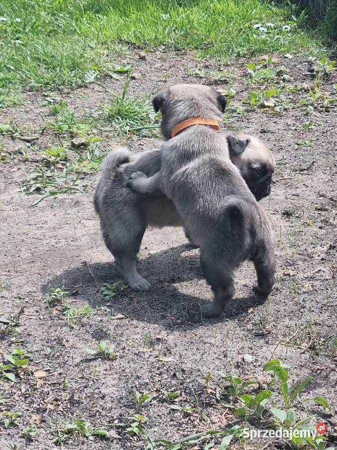 Szczeniaki mops Przedbórz