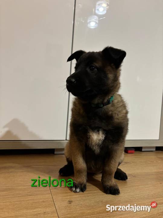 Owczarek belgijski Malinois Wójtostwo