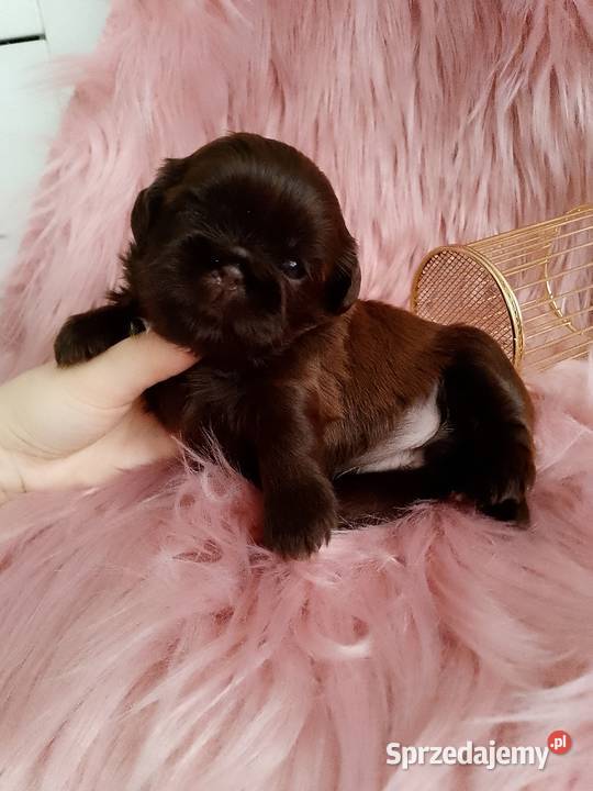 Czekoladowa suczka rasy ShihTzu Namysłów