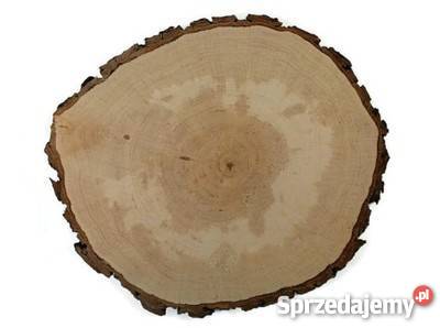 Plastry plaster drewna szlifowany olcha 16 18 odcienie brązowego