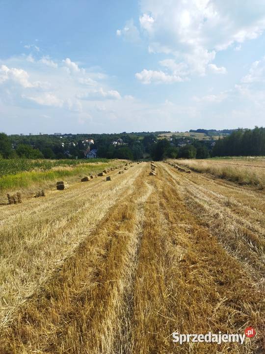 Słoma owsiana owsianka kostki 2026 Produkcja roślinna Rzeszów