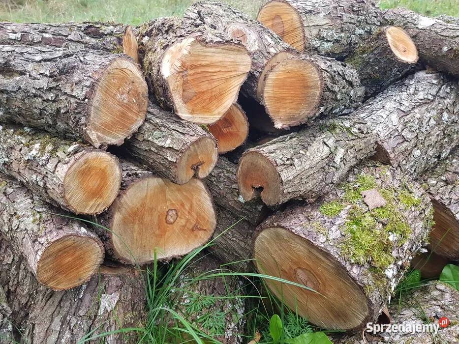 Drewno do wędzenia wiśnia śliwa śliwka jabłoń łódzkie Łódź