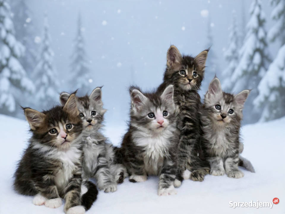 Kocieta Maine Coon dolnośląskie Wrocław