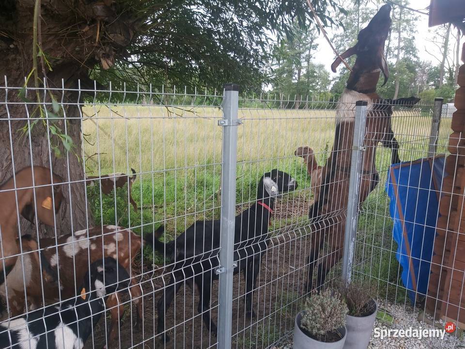 Stado kóz anglonubijskich Gądki