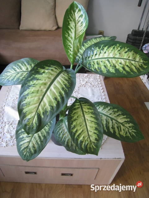 Difenbachia kwiat doniczkowy Częstochowa
