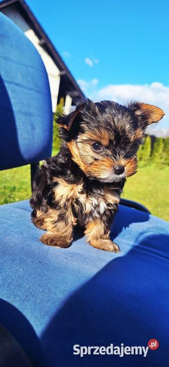 Śliczny piesek yorkshire terrier Brzeg Dolny