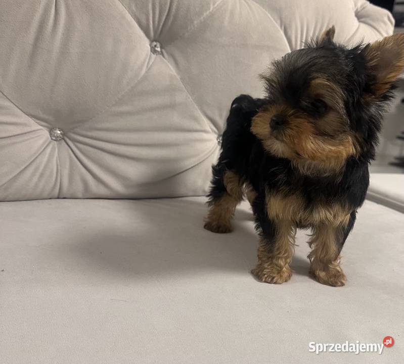 Yorkshire terrier mini sprzedam