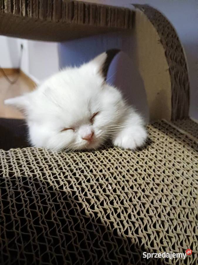 Kocur Brytyjski Smyczyna