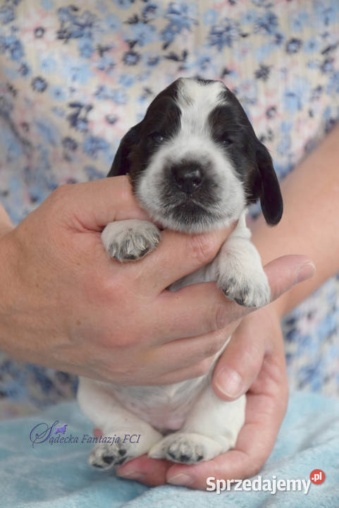 Cocker Spaniel Angielski szczenięta Nowy Sącz