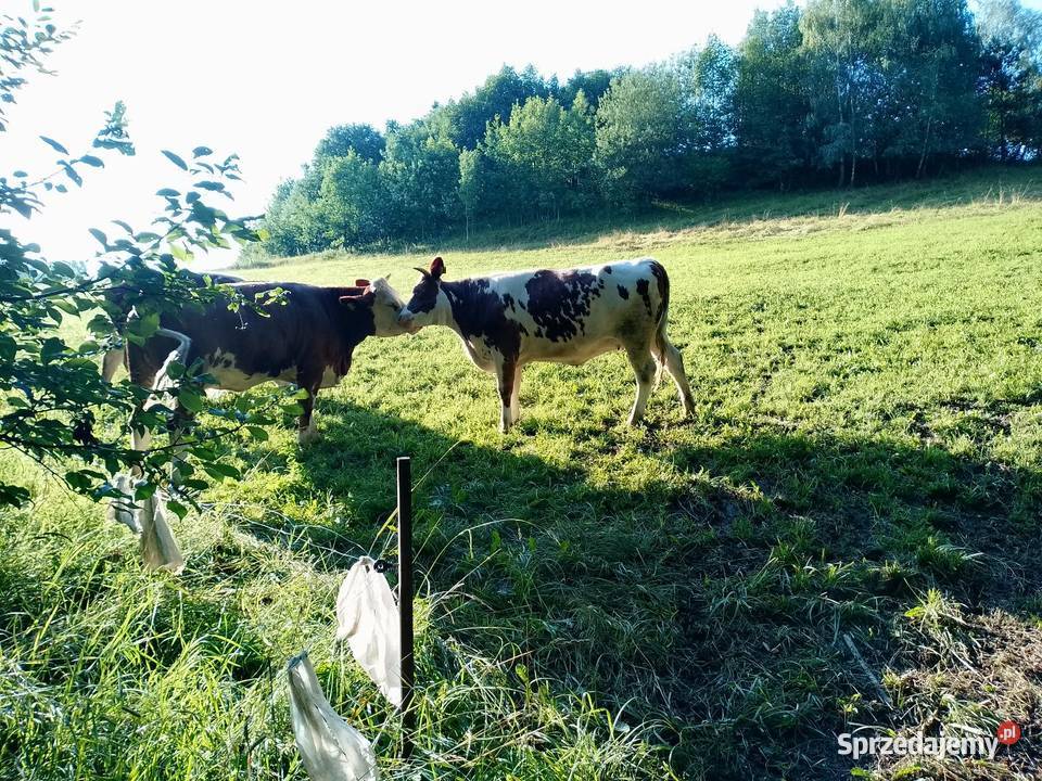 Jałwka cielna 6 miesiąc Porąbka