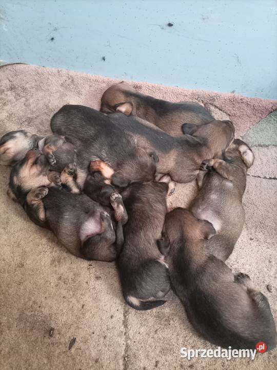 Jamnik szorstkowłosy miniatura Jamnik Błaszki sprzedam