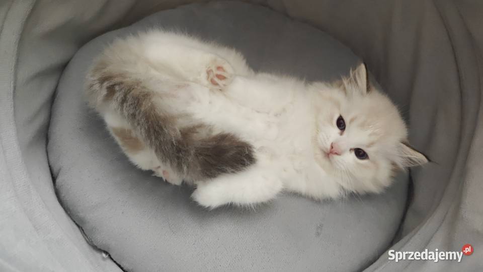 Cudowne kociaki Ragdoll FPL prawdziwy rodowód