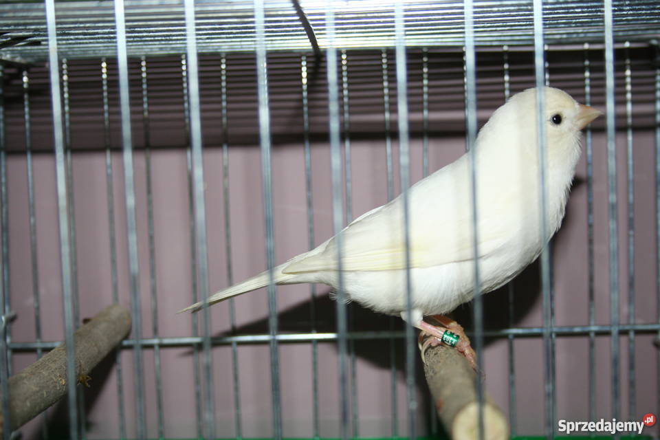 kanarek wodnotokowy biała samiczka 2014 Pozostałe Sanok