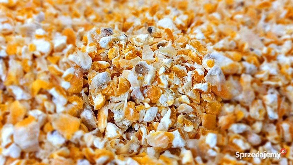 Kukurydza gnieciona karma drobiu 25 Kętrzyn