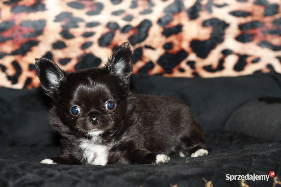 Chihuahua długowłosy chłopiec ZKwP FCI z