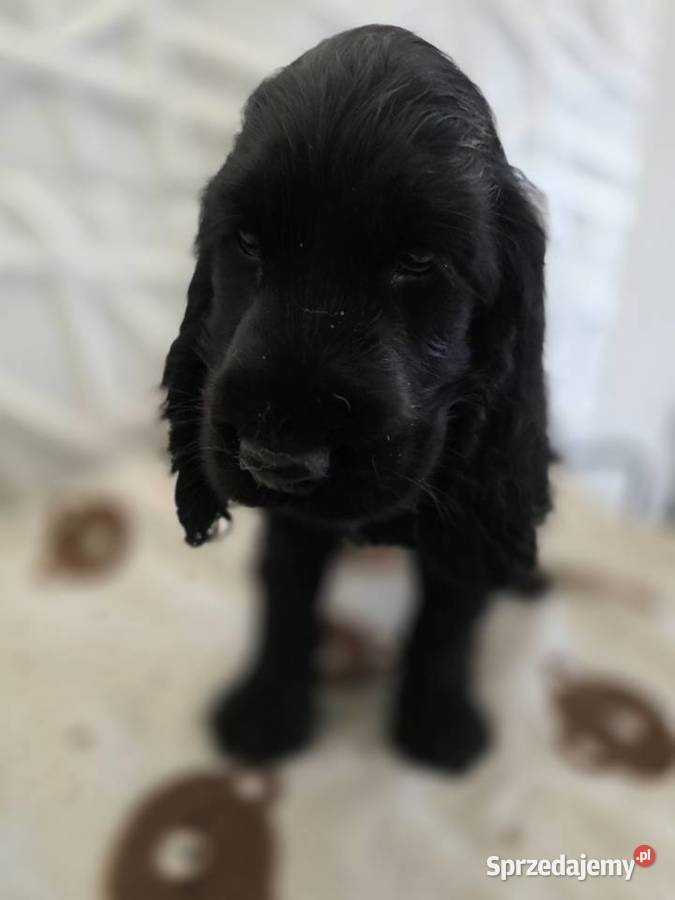 Cocker spaniel angielski pieski i sunie Żelazków