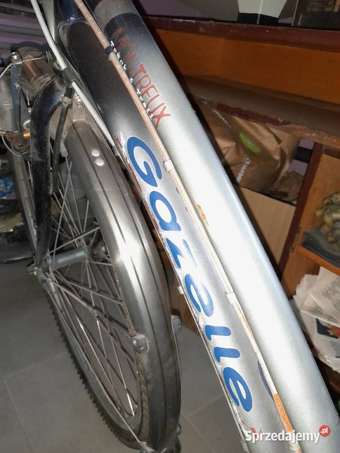 GAZELLE damka Łuków