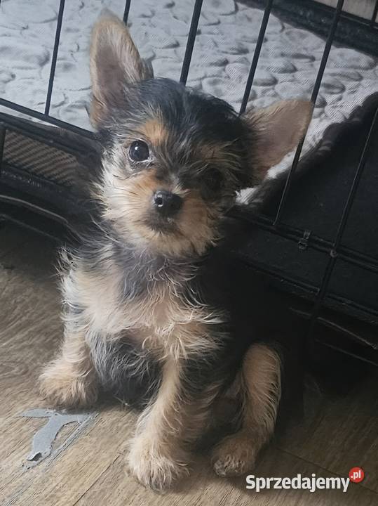 York Yorkshire terrier York Częstochowa