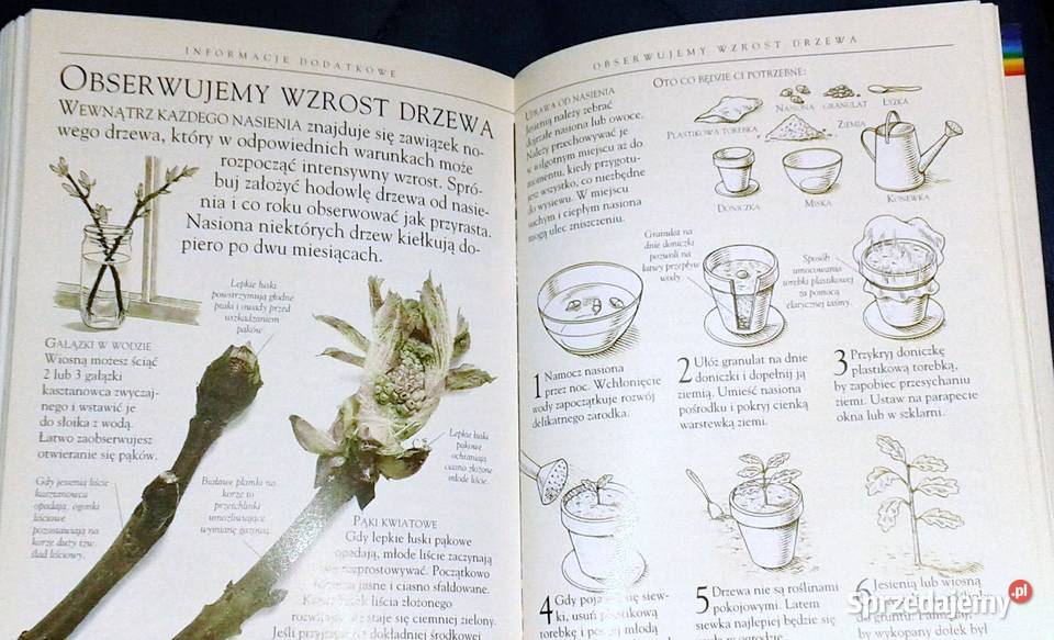 Drzewa Mini encyklopedia Theresa Greenaway Pozostałe Chełm