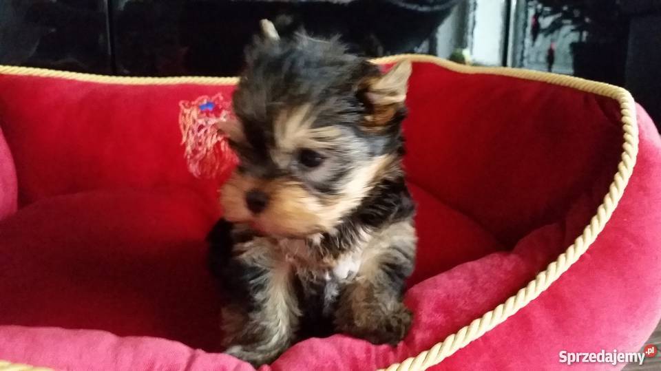 Yorkshire Terrier York Yorki Kraków Psy Kraków