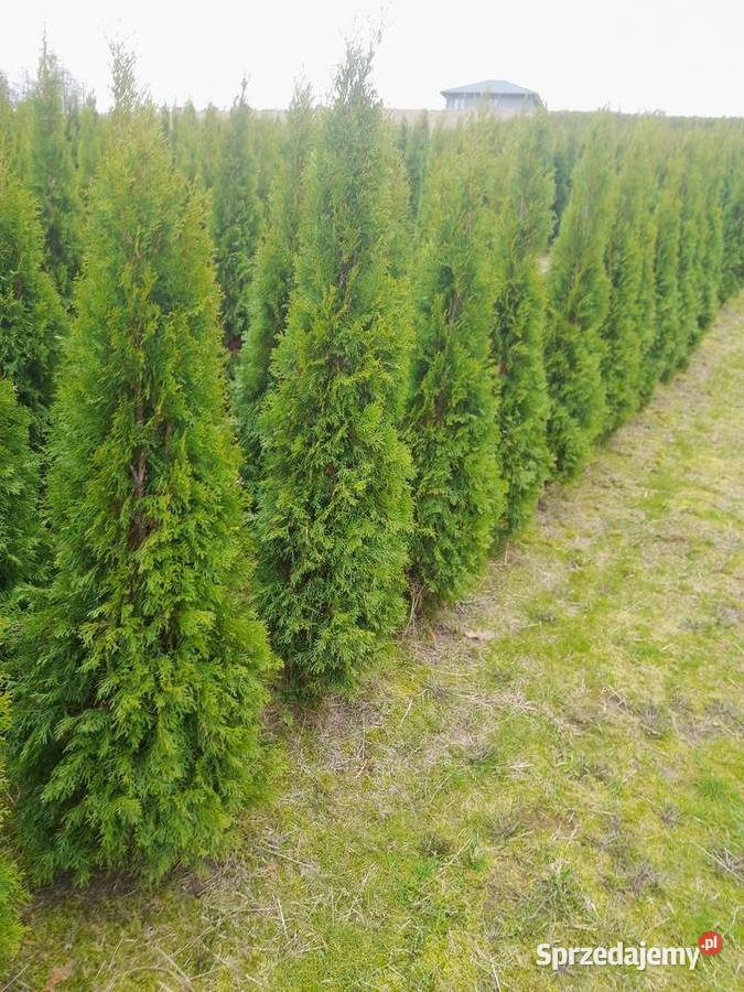 Tuja szmaragd szmaragdowa tuje na żywopłot Jabłonica