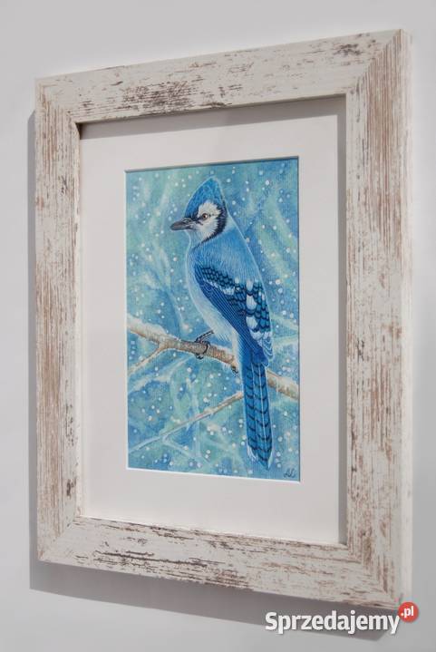 Blue Jay modrosójka błękitna ptak zima akwarela Lublin